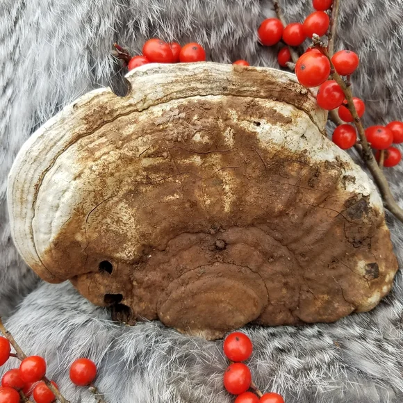 Tubby Rabbit - Hand Drawn On Bracket Fungus - Picture 2 of 2